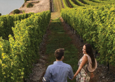 Tasman's Great Taste Trail Cycling Tour Vineyard Tasman's Great Taste Trail Cycling Tour Vineyard