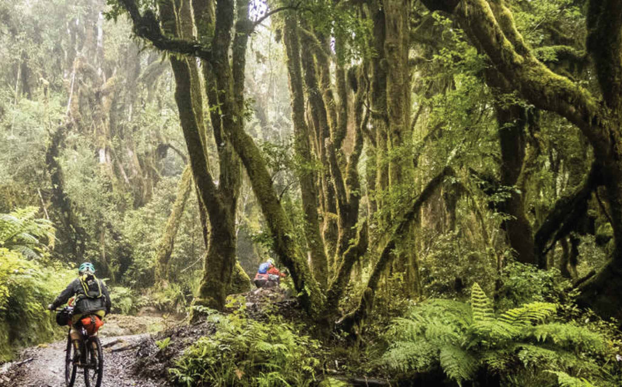 The Timber Trail Cycling Through Misty Forest The Timber Trail Cycling Through Misty Forest