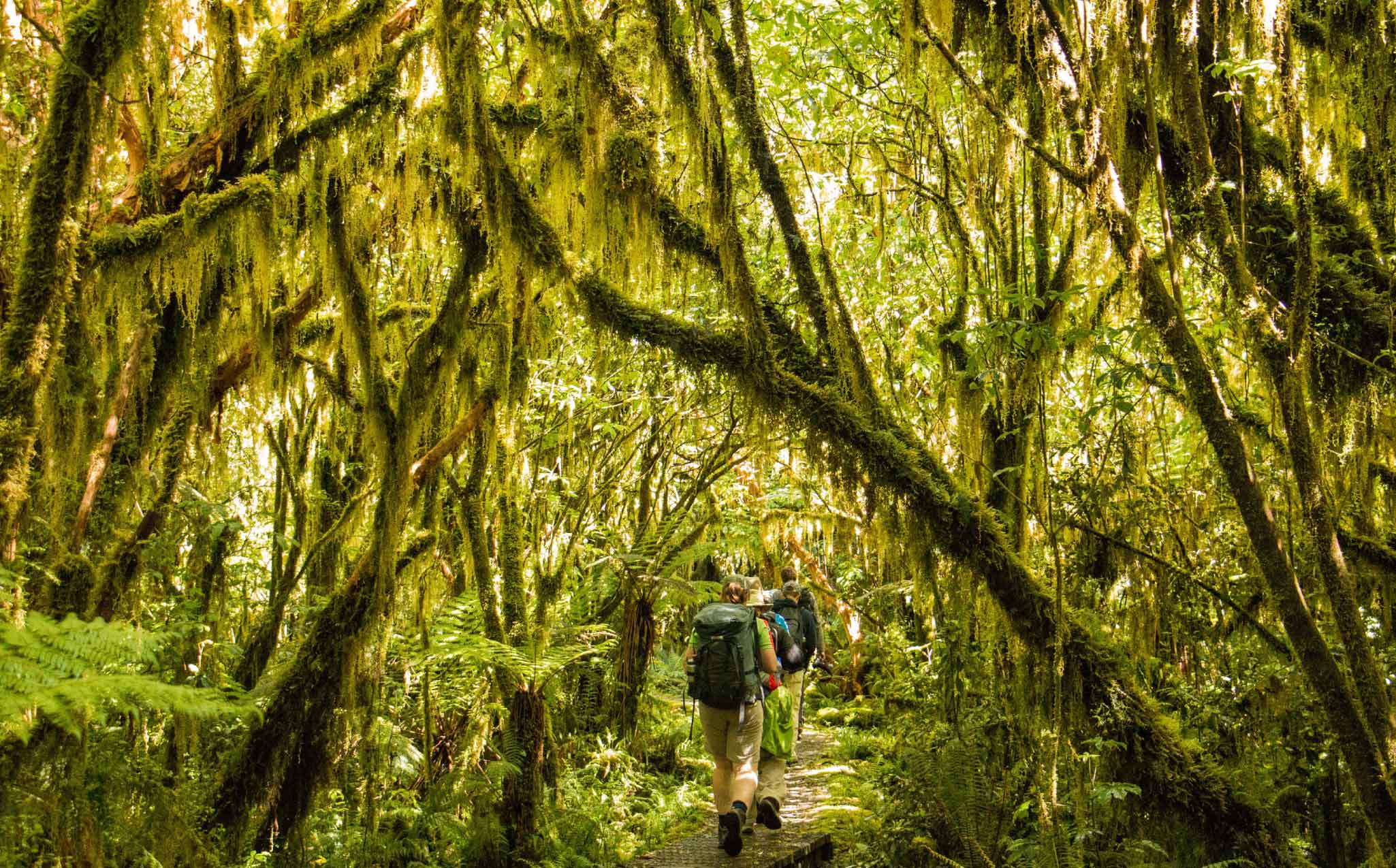 Fiordland Walk Milford Track Walk Fiordland Walk Milford Track Walk