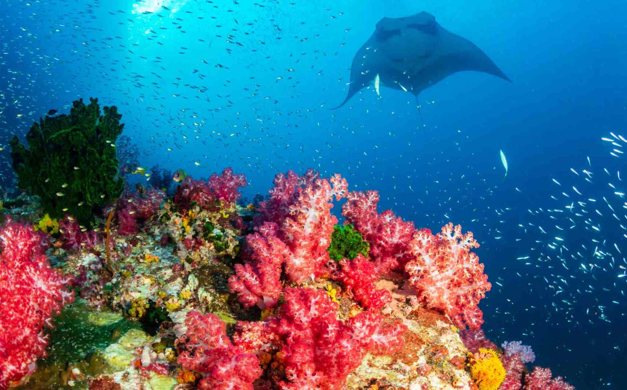 Snorkeling Underwater Snorkeling Underwater