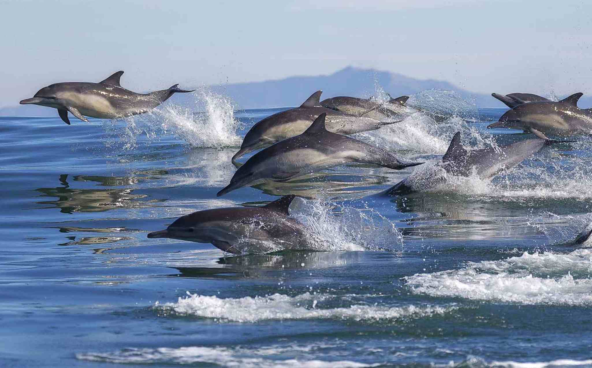 Dolphin Watch Dolphin Watch
