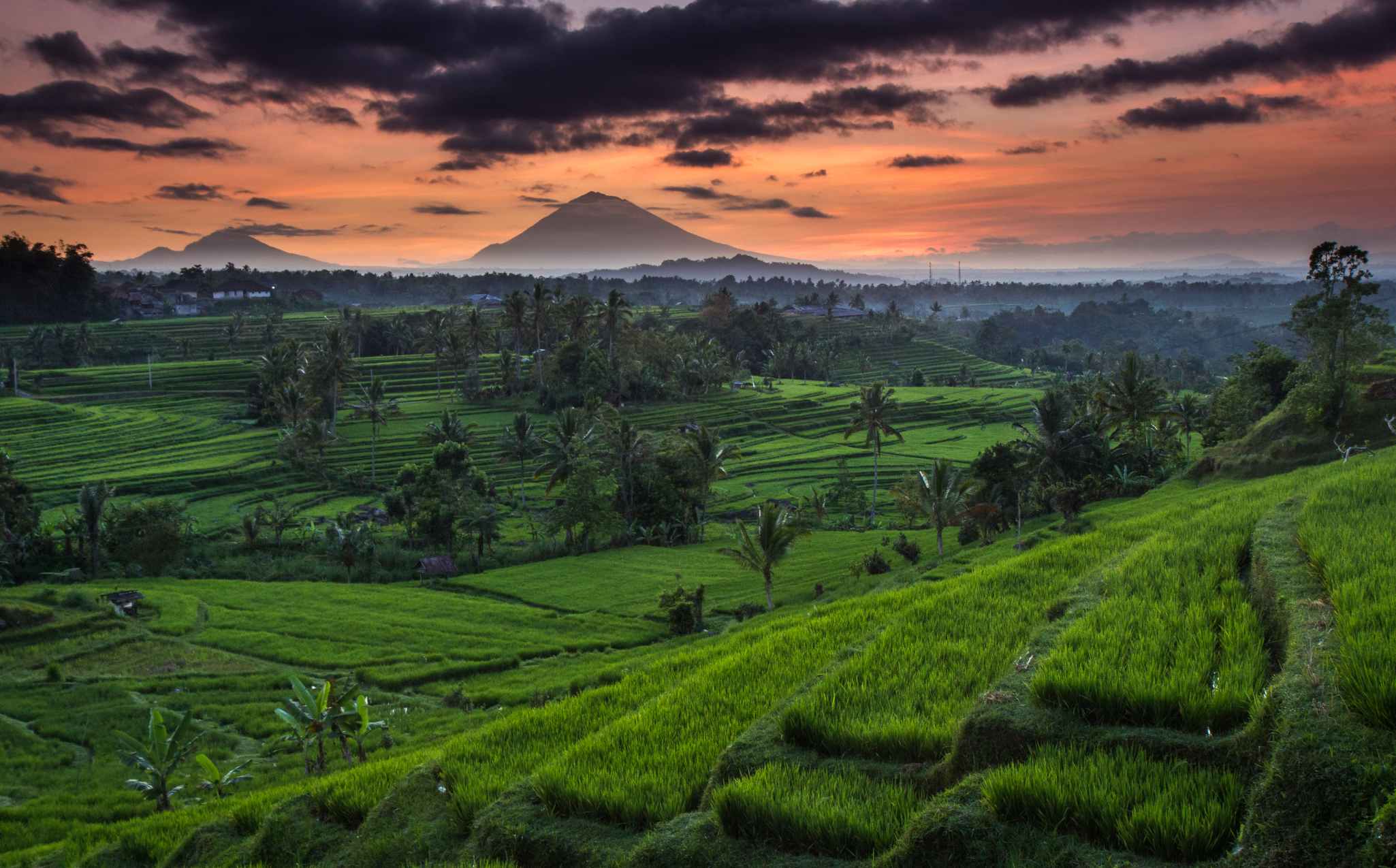 Jatiluwih Rice Terrace Jatiluwih Rice Terrace