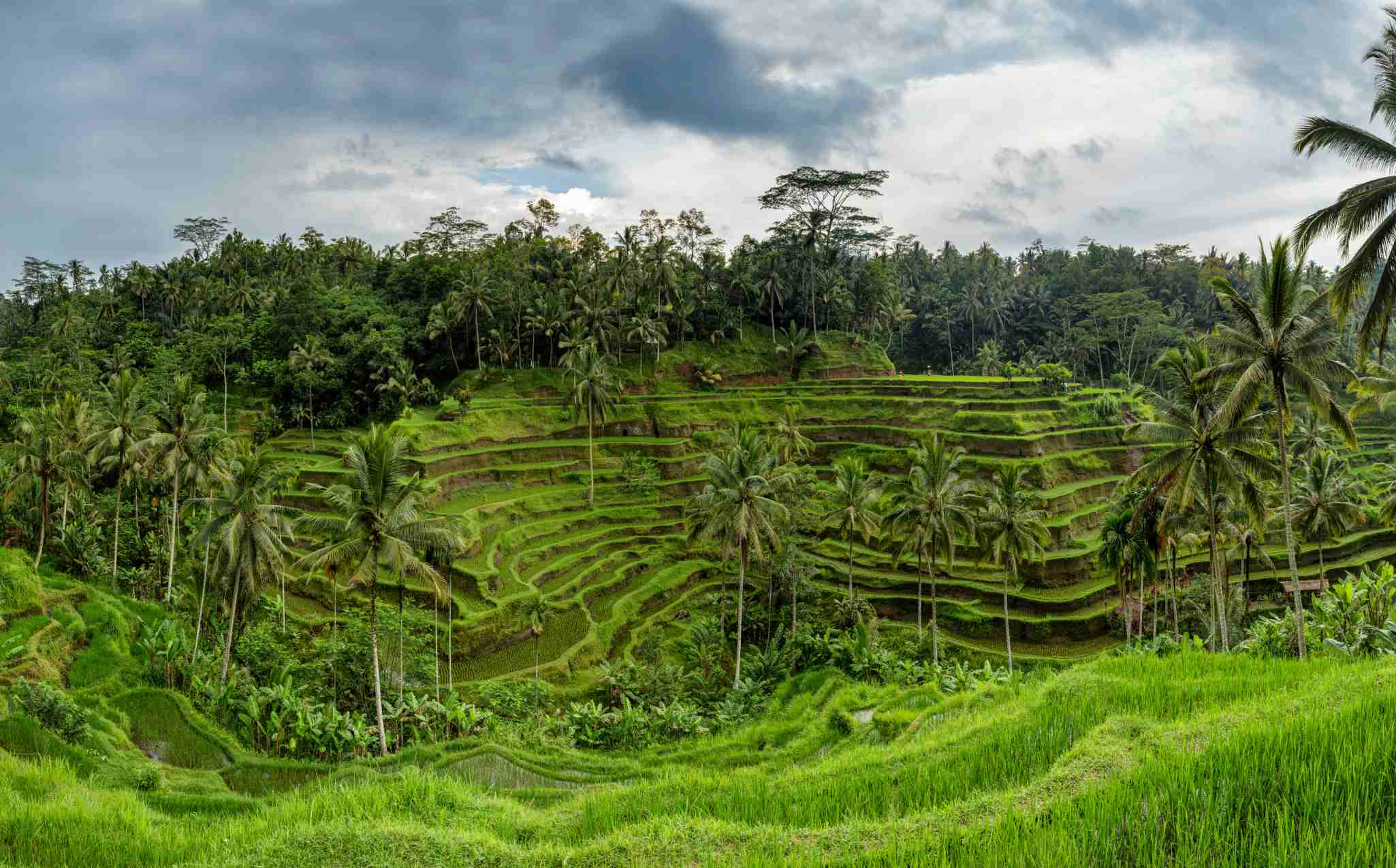 Tegallalang Rice Terrace Tegallalang Rice Terrace