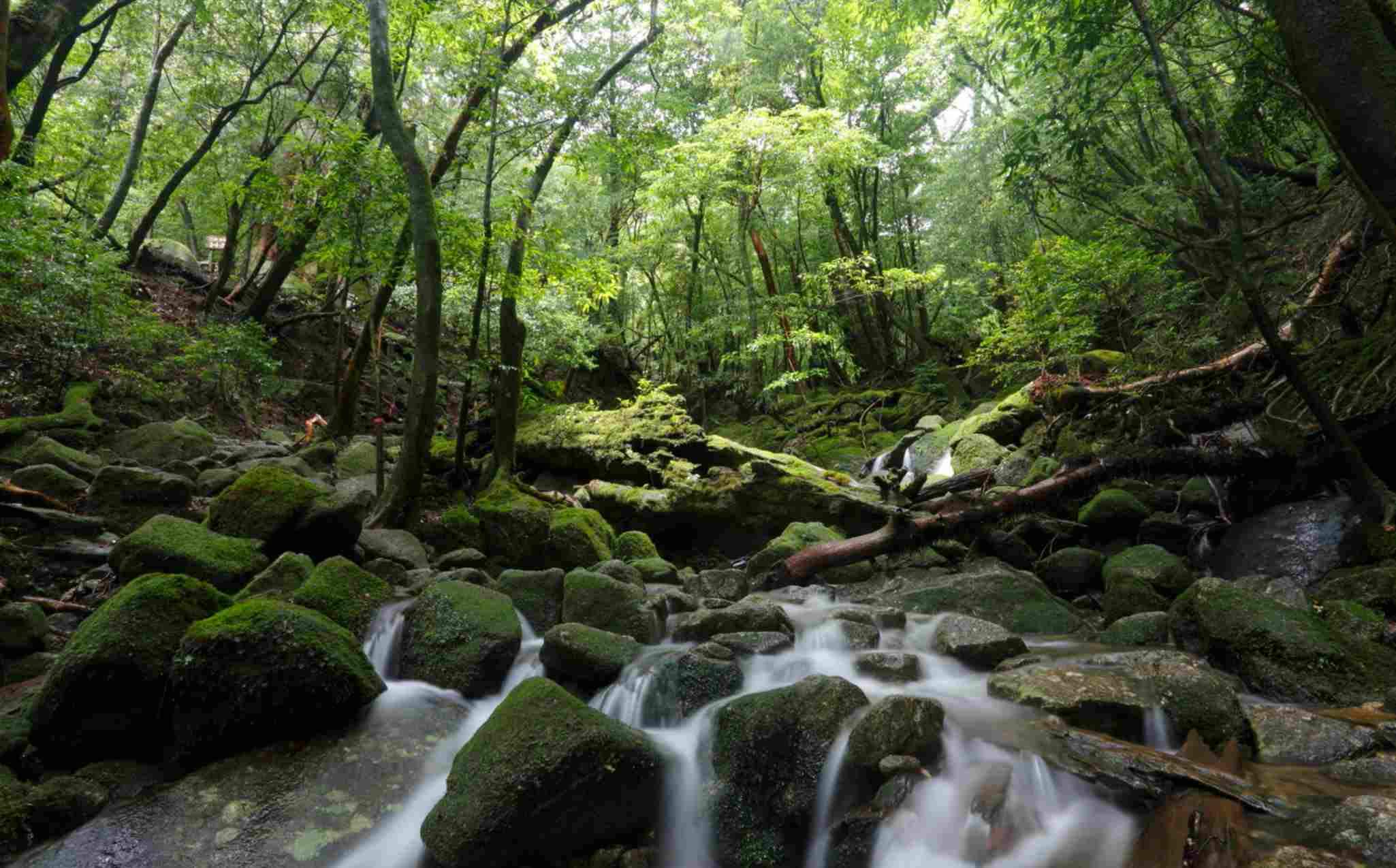 Yakushima Yamatosugi Trail Walk Yakushima Yamatosugi Trail Walk