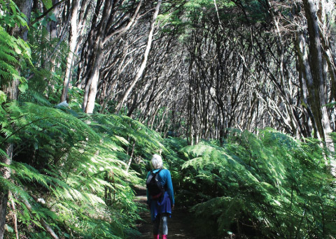 The Coromandel Coastal Walkway The Coromandel Coastal Walkway