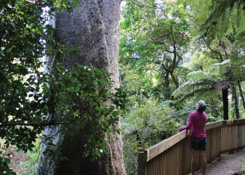 Coromandel Kauri Groves Walk Coromandel Kauri Groves Walk