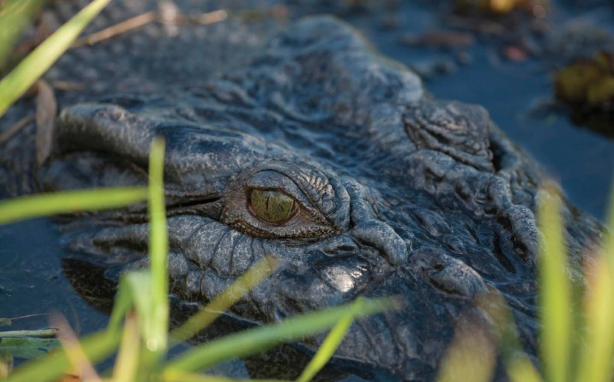 River Crocodile River Crocodile